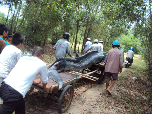 Cá[-]voi[-]bị[-]đâm[-]nhiều[-]nhát[-]trôi[-]vào[-]biển[-]Chân[-]Mây7
